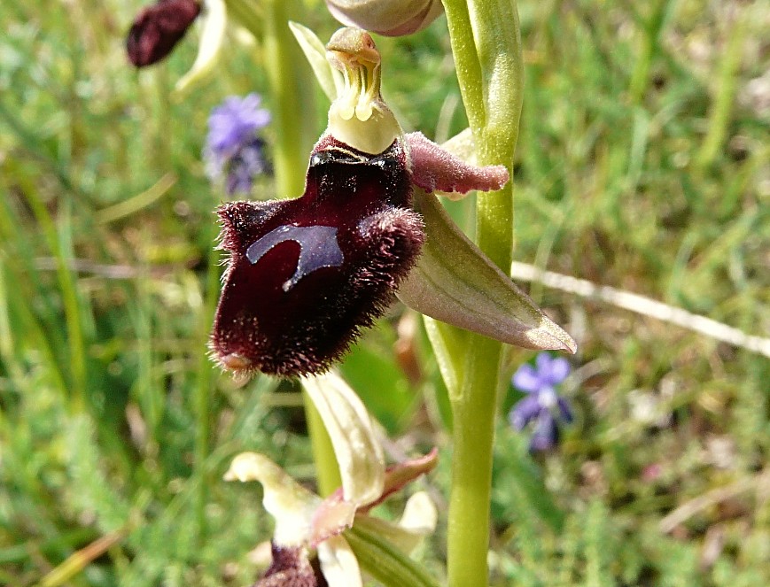 Ophrys promontorii